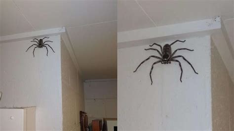 家裡突然很多蜘蛛